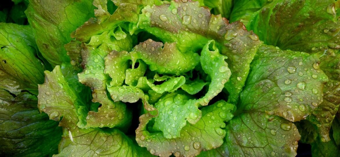 Lettuce close up